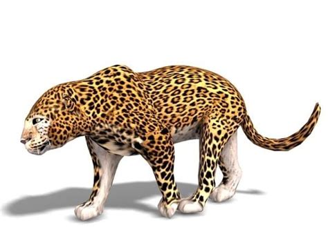 아프리카 야생 표범 동물 무료 3d 모델 Max Vray Open3dmodel