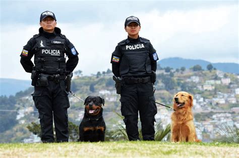 Mejores Razas De Perros Policía Características Entrenamiento Y