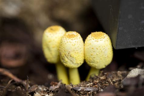 Yellow Garden Mushrooms Growing In A Garden Stock Image Image Of
