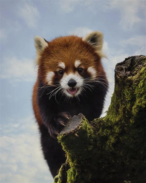Playful Red Panda Art Painting By Jordan Blackstone