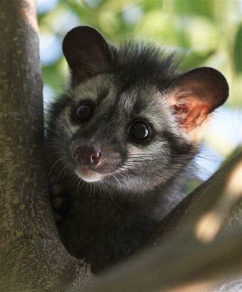 Earthlynation Asian Palm Civet Animals Beautiful Animal Articles