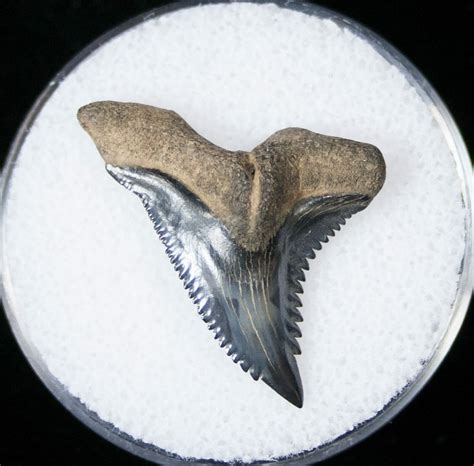 106 Hemipristis Shark Tooth Fossil Florida 15102 For Sale