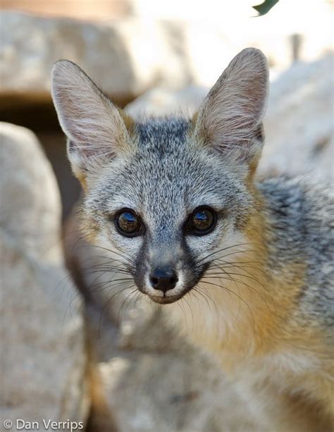 Grey Fox Urocyon Cinereoargenteus North America Animals Wild Pet