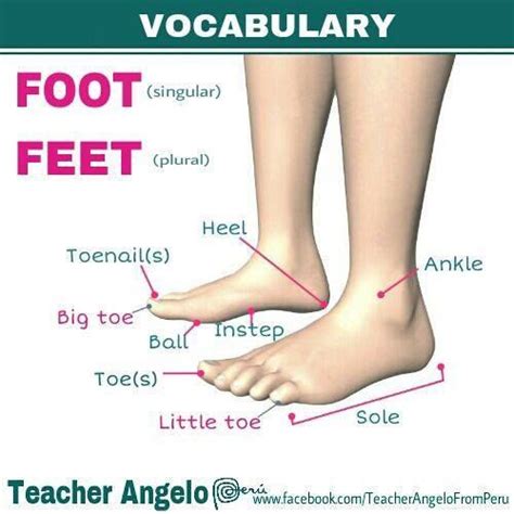 The Body Foot A1 English Vocabulary Learn English Vocabulary English Language Teaching
