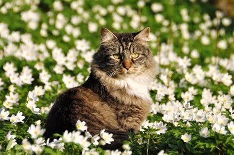 She's very interested in it. Let's Talk Non-Toxic Plants for Cats — What Plants Can ...
