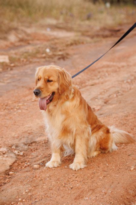 Golden Retriever Profiles And Pedigrees