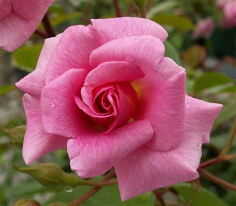 Weeping Rose Pinkie 250mm Pot Dawsons Garden World
