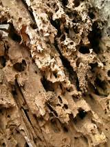 Tree Termite Damage Pictures