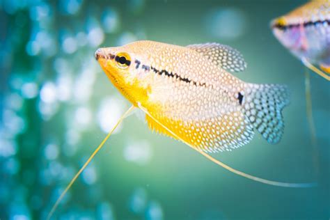 Top 15 Best Freshwater Fishes That Are Always Popular • Aquarium Fishes