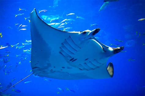 Royalty Free Manta Ray Pictures Images And Stock Photos Istock
