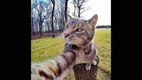 Cat Takes Awesome Selfies Youtube