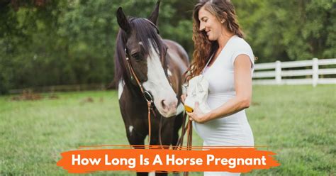 How Long Is A Horse Pregnant National Equine