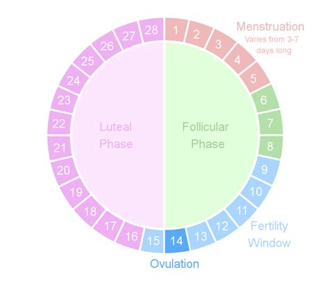 Finding Your Fertility A Guide To Period And Fertility Tracking
