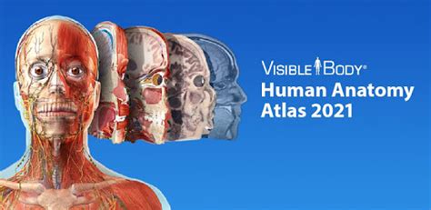 Visible Body 3d Human Anatomy Atlas For Windows Holdenly