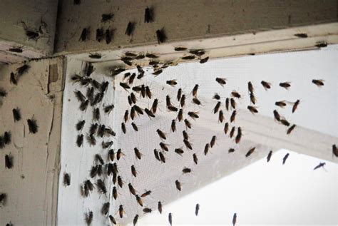 How To Get Rid Of Flies Inside And Outside Of Your House Ph
