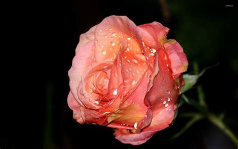 Download Rose With Water Drops Wallpaper Flower By Tdonovan78