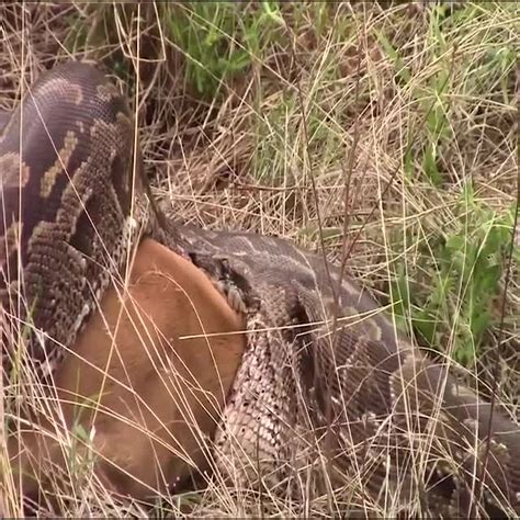 Giant Python Eats Cow Alive Giant Python Eats Cow Alive By