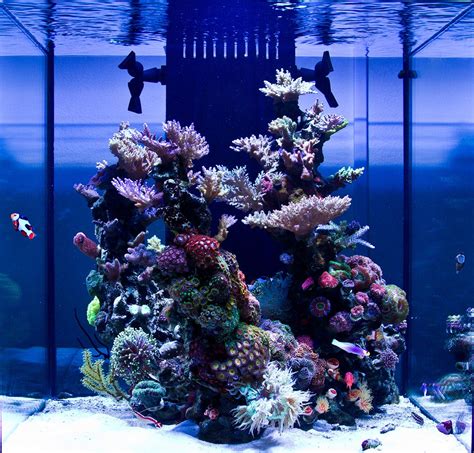 Flot Søjle Saltwater Fish Tanks Reef Aquascaping Reef Aquarium