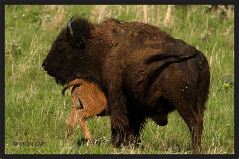 American Bison Cow And Calf Tallgrass Prairie Preserve