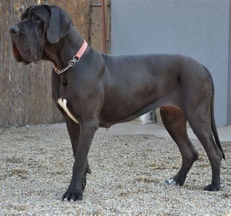 She is wearing a black leather rolled collar. Great Dane Breeders South Florida | PETSIDI