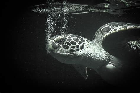 Sea Turtle Deep Water 3008x2000 Wallpaper Teahub Io
