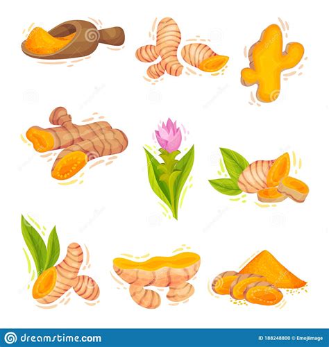 Turmeric Plant With Root And Powder In Bowl Vector Set Stock Vector