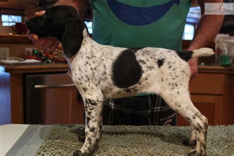 These wonderful puppies are super fun and would love to meet you. Saddles: German Shorthaired Pointer puppy for sale near Lansing, Michigan. | ac8fdc79-2061