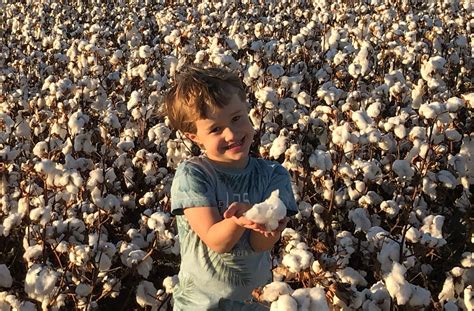 Cotton Picking Season The Courier