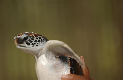 Turtle Hatchery Hikkaduwa Well Known Places