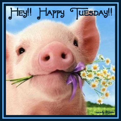 Hey Happy Tuesday Pig With Daisies Cute Baby Pigs Baby Pigs