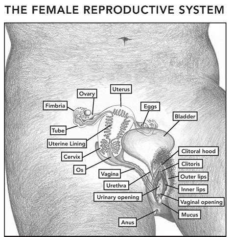 female reproductive system chart
