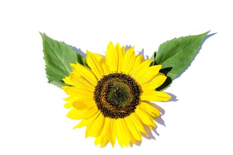 Sunflower Leaves Isolated Stock Photo Image Of Plant 9284486