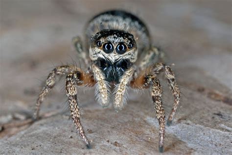 The 10 Spiders You Ll Find In The Houses And Gardens Of Britain This Autumn Country Life