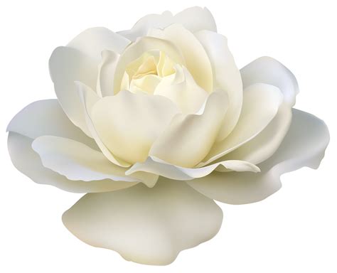 White Flower Clipart Png Beautifull Rose