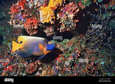 Blueface Angelfish Pomacanthus Xanthometopon Stock Photo Alamy