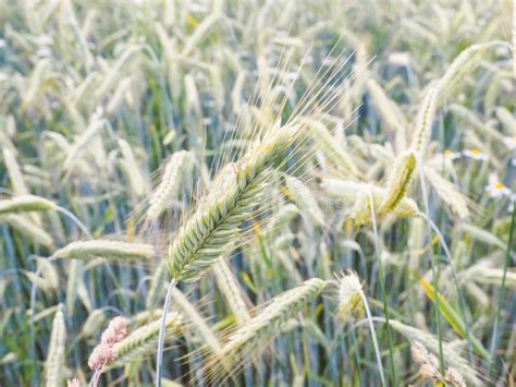 Whole Green Barley Grain Stock Photo Image Of Summer 44006256