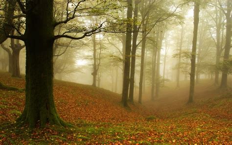 Foggy Autumn Wallpapers Wallpaper Cave
