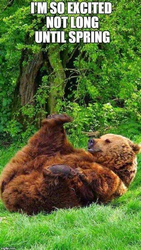 Pin By Brenda Guffey On Funny Things Grizzly Bear Animals Brown Bear