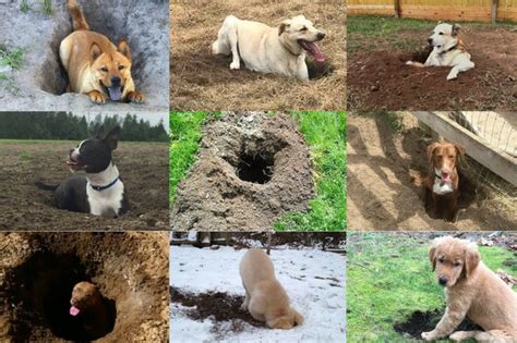 The 29 Most Outstanding Holes Dug By Dogs Cuteness