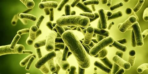 Probiotic Bacteria Healthy Bacteria For Digestive System Possible