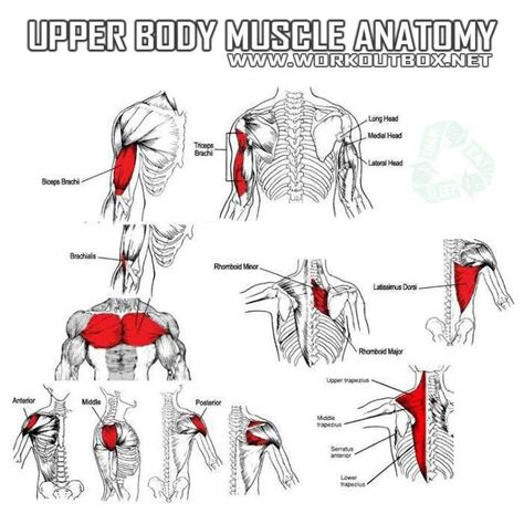 Workout Body Muscle Anatomy Medical Anatomy Muscle Training Workout