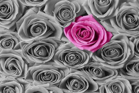 Roses Pink And Grey Dejligt Fototapet Photowall