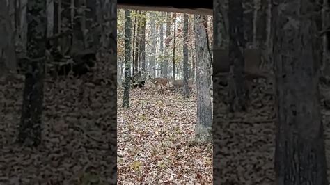 Whitetail Deer Breeding Youtube
