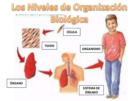 Niveles de Organización celular Biology Quizizz
