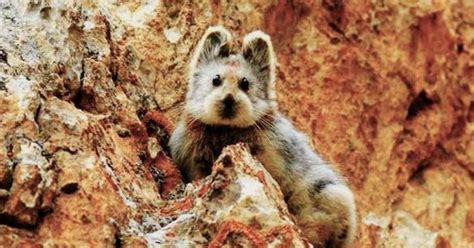 Take A Look At The Rare And Lovable Ili Pika An Endangered Species
