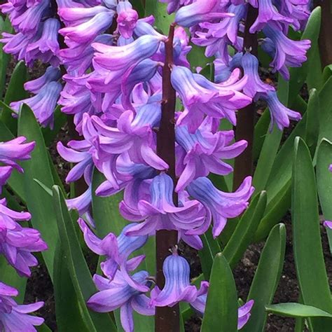 Hyacinthus Orientalis Purple Star Garden Hyacinth Bulbs Bulb