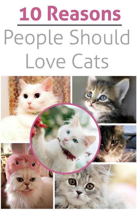 10 Reasons People Should Love Cats Amongraf