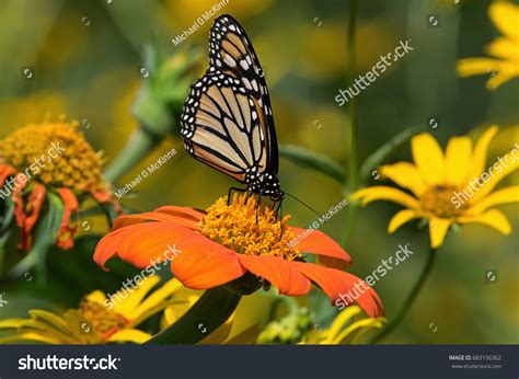 Monarch Butterfly On Tithonia Diversifolia Mexican Stock Photo