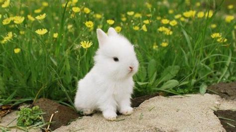 20 Fotos De Conejos Bebés Que Son Lo Más Tierno Que Verás Hoy Soy Curioso