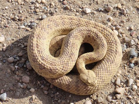 The eastern third of texas. First Aid for Prairie Rattlesnake Bite